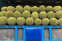 Người trồng sầu riêng khóc ròng khi không tiêu thụ được sản phẩm