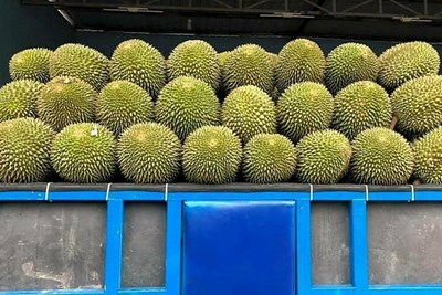 Người trồng sầu riêng khóc ròng khi không tiêu thụ được sản phẩm