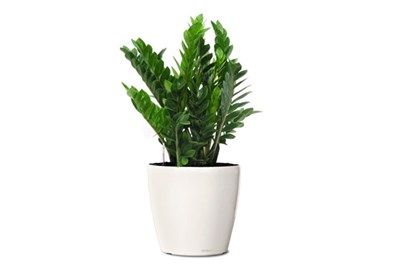 Cây trồng trong nhà mang lại tài lộc và sức khỏe năm mới